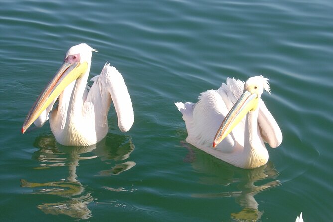 Catamaran Cruise and Sandwich Harbor